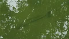 Micropterus punctulatus