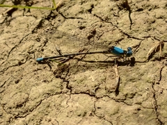 Argia apicalis