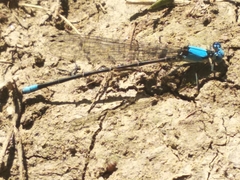 Argia apicalis