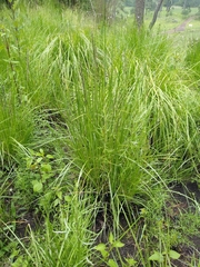 Muhlenbergia macroura