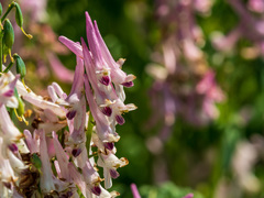 Corydalis caseana