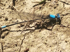 Argia apicalis