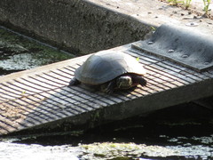 Chrysemys picta marginata