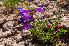 Penstemon hallii