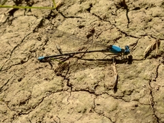 Argia apicalis