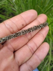 Muhlenbergia macroura