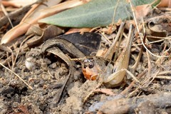 Bucephaloptera bucephala