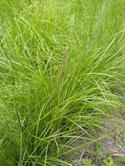 Muhlenbergia macroura