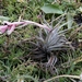 Tillandsia recurvifolia - Photo (c) bernaa, algunos derechos reservados (CC BY-NC), uploaded by bernaa