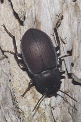 Mimopeus opaculus