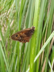 Paramacera xicaque xicaque