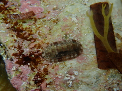 Rhyssoplax olivacea