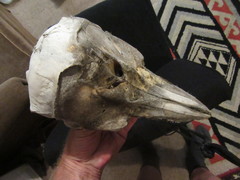 Cephalorhynchus hectori