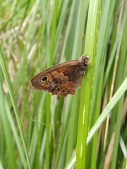 Paramacera xicaque xicaque