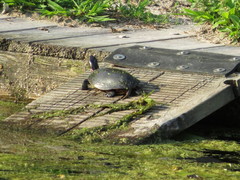 Chrysemys picta marginata