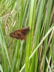 Paramacera xicaque xicaque