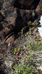 Platanthera unalascensis