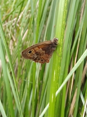 Paramacera xicaque xicaque