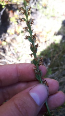 Platanthera unalascensis