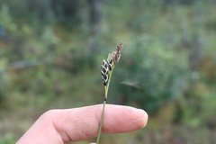 Carex rariflora