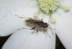 Nysius vinitor