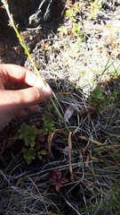 Platanthera unalascensis