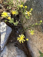 Senecio fremontii