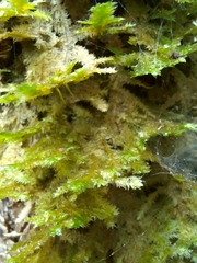 Neckera pennata image