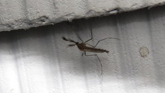 Aedes canadensis