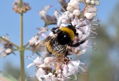 Bombus terrestris dalmatinus