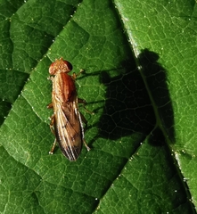 Opomyzoidea