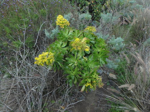 Aeonium arboreum