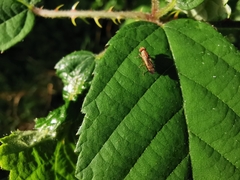 Opomyzoidea
