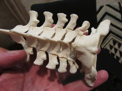 Cephalorhynchus hectori