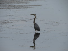 Ardea herodias