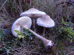Macrolepiota bonaerensis
