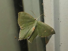 Chloropteryx tepperaria