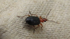 Lebia