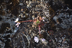 Lewisia columbiana