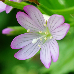 Epilobium alpestre