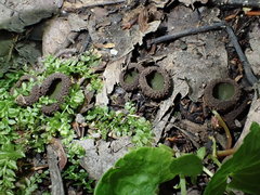 Plicariella flavovirens