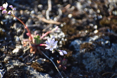 Lewisia columbiana