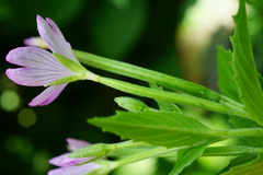 Epilobium alpestre