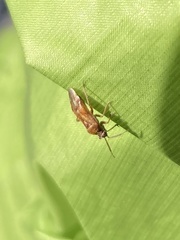 Largidea