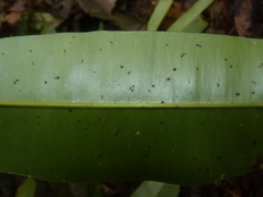 Calophyllum brasiliense