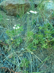 Perideridia parishii latifolia