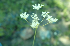Perideridia parishii latifolia