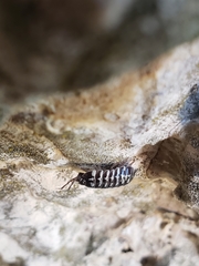 Armadillidium maculatum