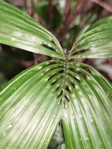 Reinhardtia gracilis, photograph 6