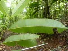 Calophyllum brasiliense